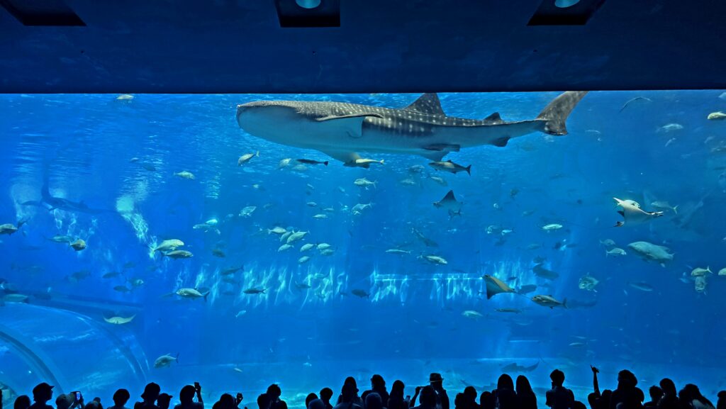 沖縄美ら海水族館 黒潮の海 正面大パネル で鑑賞する様子