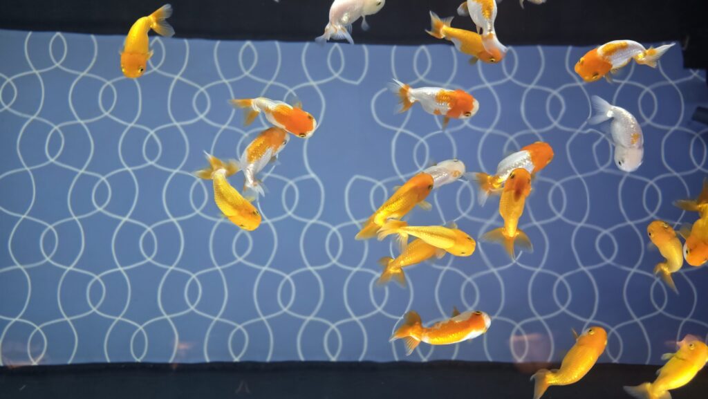 すみだ水族館 金魚 江戸リウム