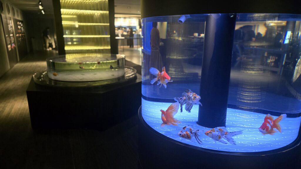 すみだ水族館 金魚 江戸リウム