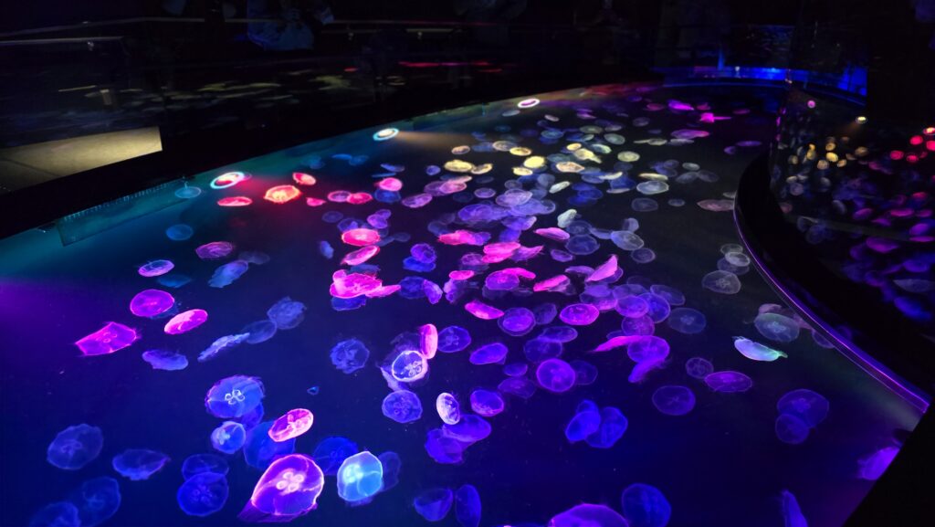 すみだ水族館 クラゲ ビッグシャーレ