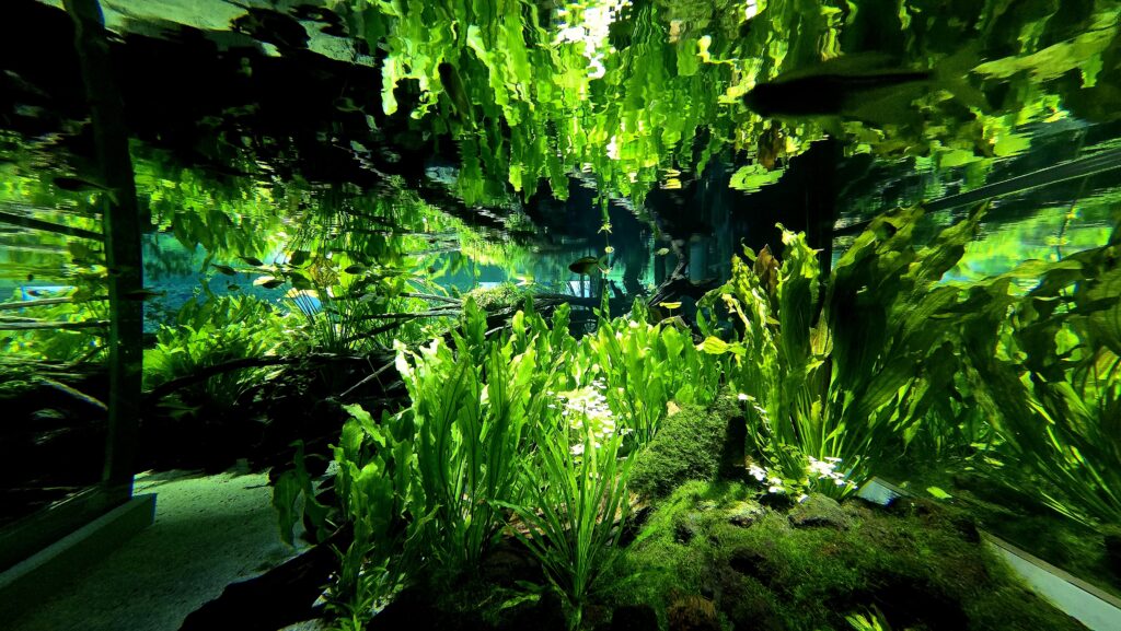 川崎水族館 カワスイ パンタナル大水槽 水槽の中