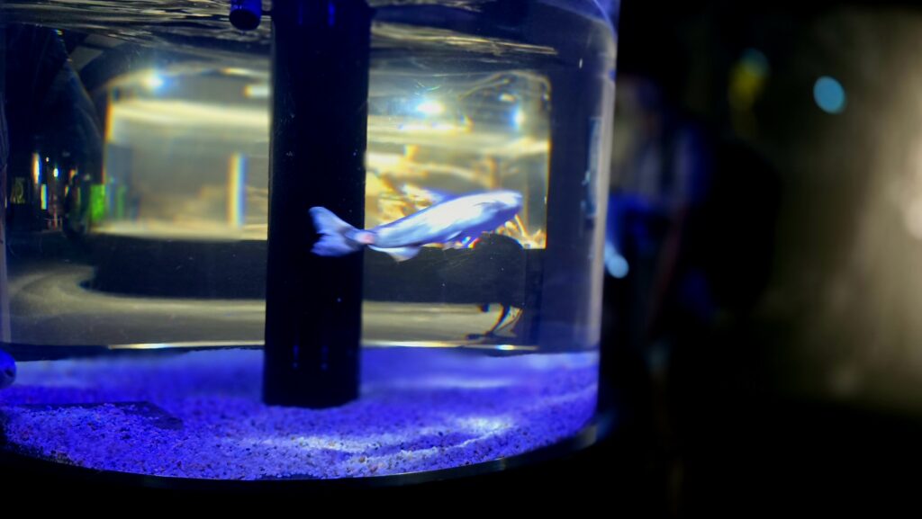 川崎水族館 カワスイ エサやり あらぶるサカナ