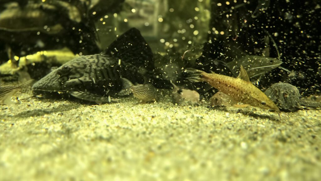 川崎水族館 カワスイ エサやり