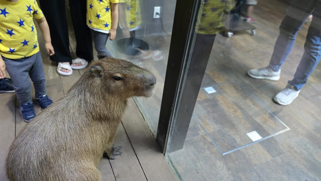 川崎水族館 カワスイ カピバラ