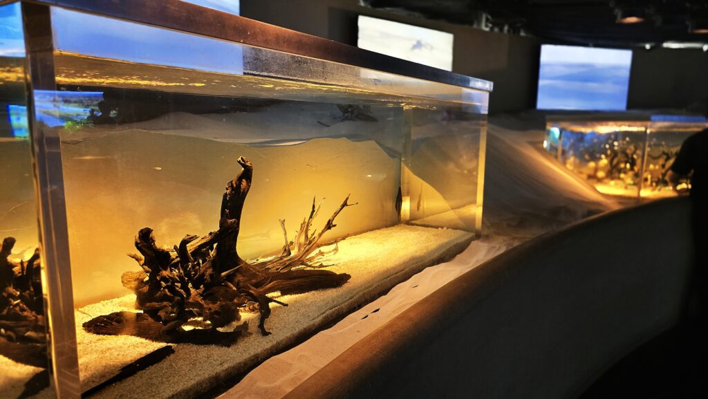 川崎水族館 カワスイ レンソイスエリア 水槽
