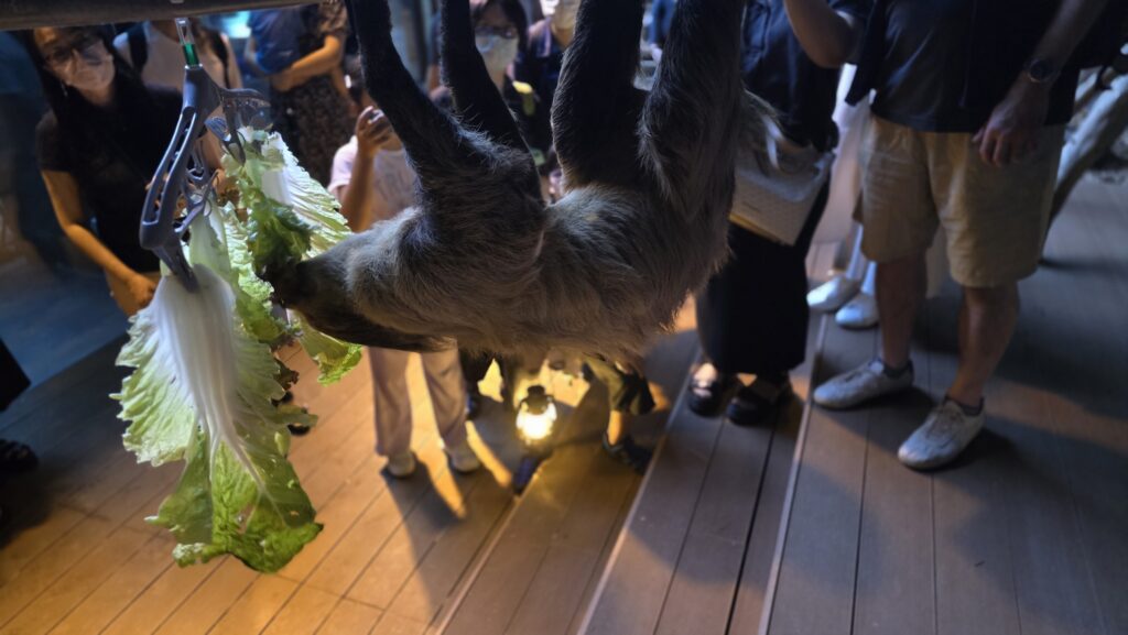 川崎水族館 カワスイ ナマケモノ