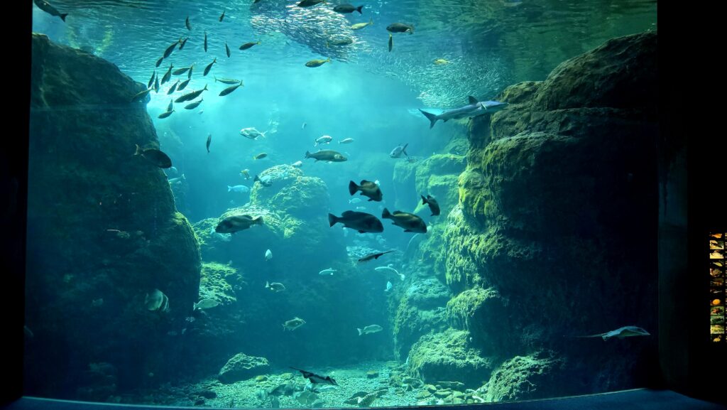 新江ノ島水族館 大水槽 フォトスポット