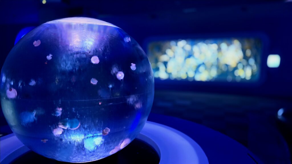 新江ノ島水族館 クラゲファンタジー クラゲプラネットとクラゲ水槽 クラゲフォトスポット