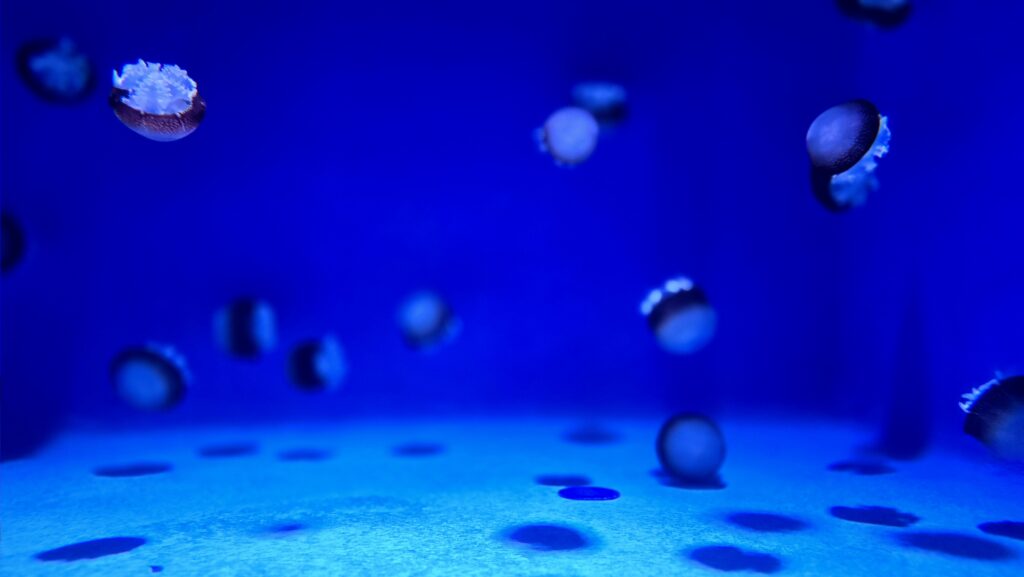 新江ノ島水族館 クラゲ展示