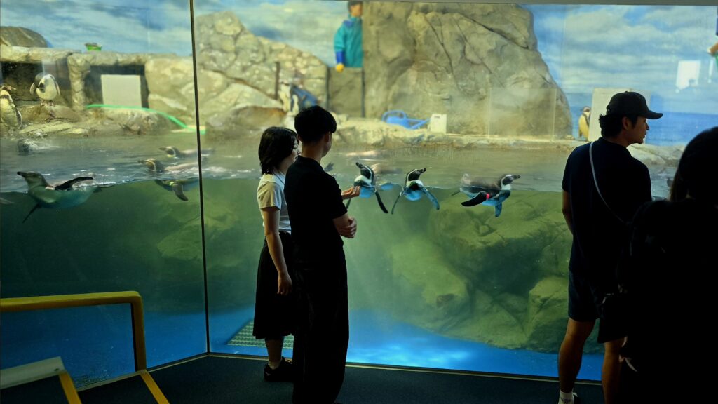 新江ノ島水族館 ペンギン