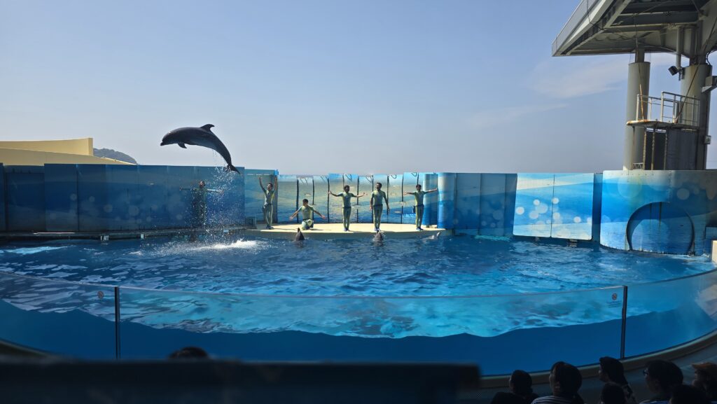 新江ノ島水族館 イルカショー フォトスポット