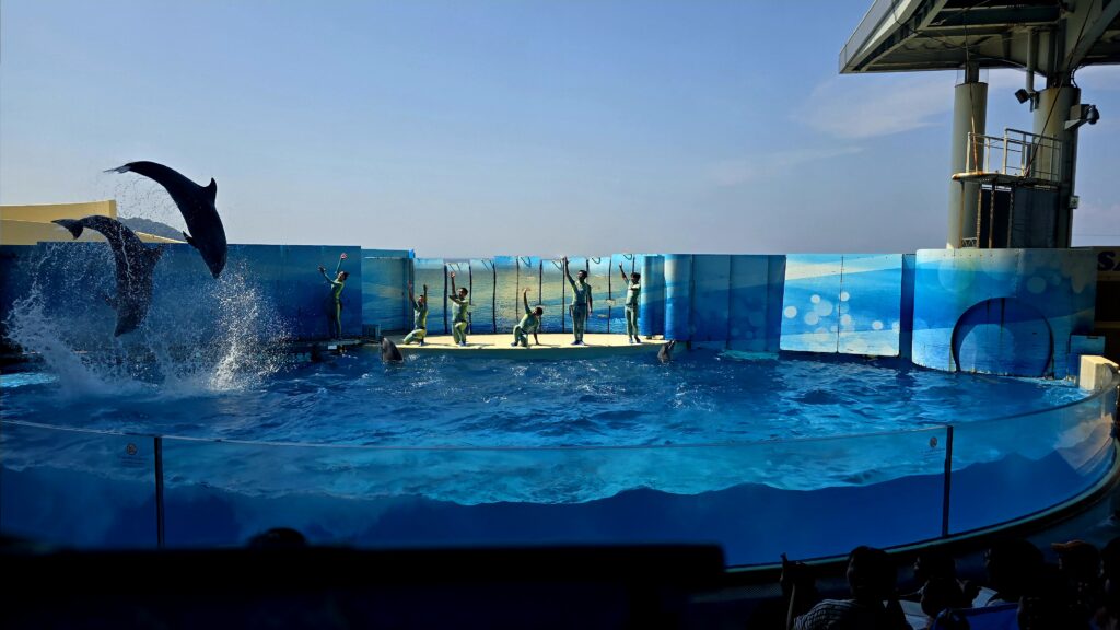 新江ノ島水族館 イルカショー ジャンプ