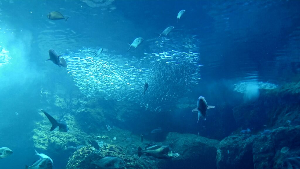 新江ノ島水族館 相模湾大水槽