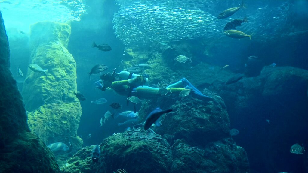 新江ノ島水族館 相模湾大水槽