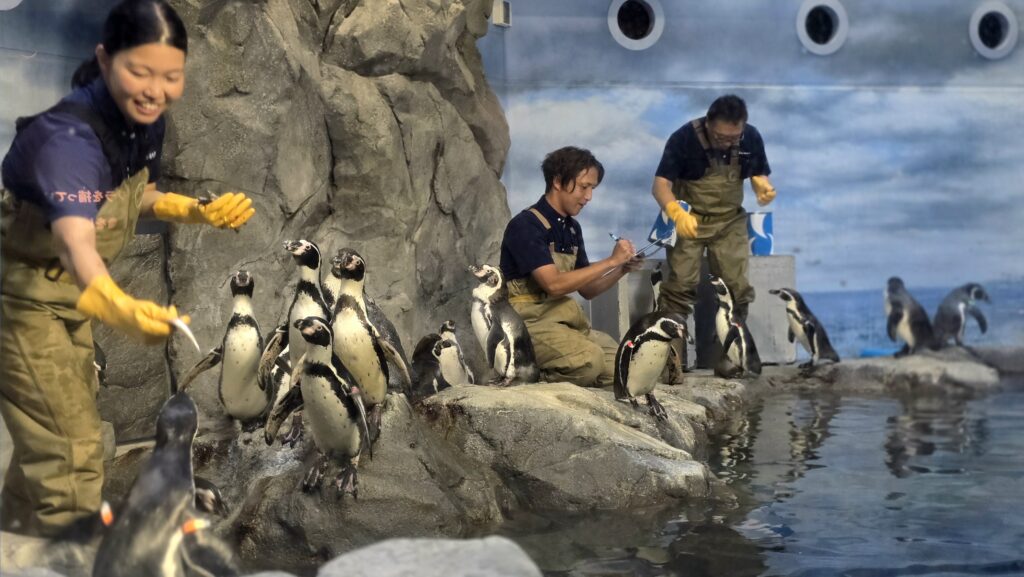 新江ノ島水族館 ペンギンのエサやり