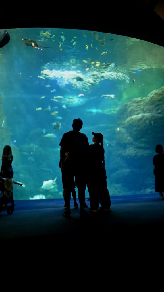 新江ノ島水族館 大水槽 フォトスポット