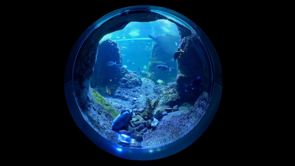 新江ノ島水族館 大水槽 フォトスポット