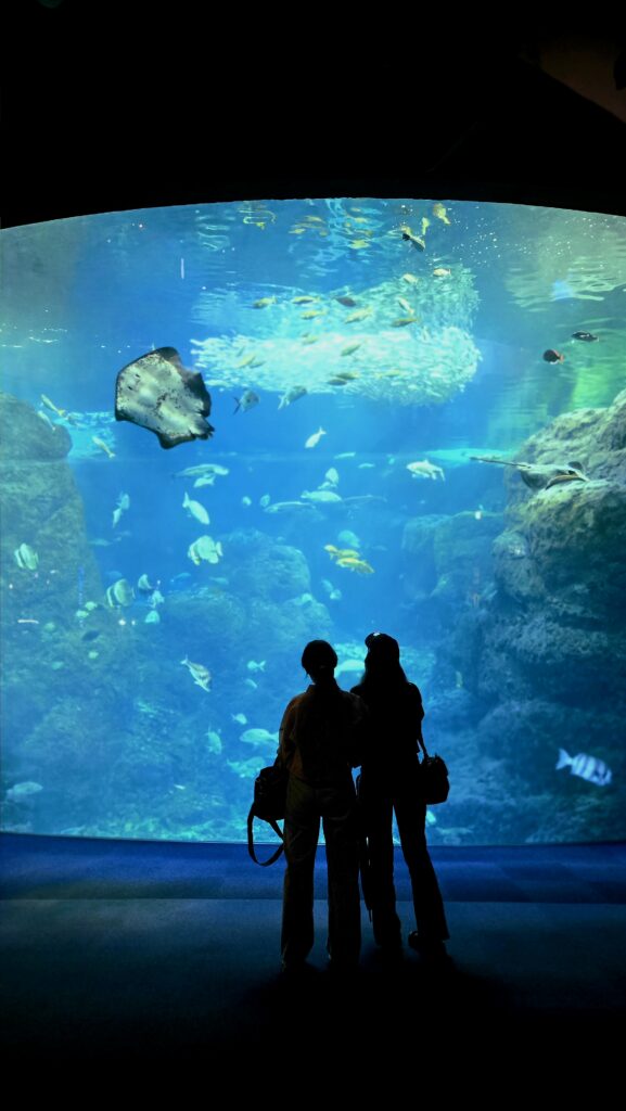 新江ノ島水族館 大水槽 フォトスポット