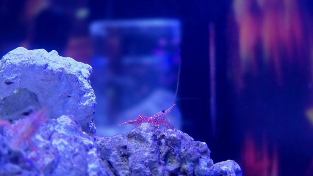 マクセルアクアパーク品川 NAKED MOMIJI AQUARIUM 錦秋の海中庭園 スザクサラサエビ