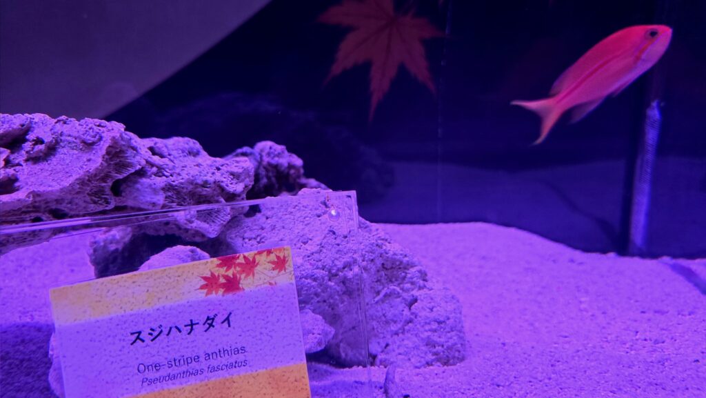 マクセルアクアパーク品川 NAKED MOMIJI AQUARIUM 錦秋の海中庭園