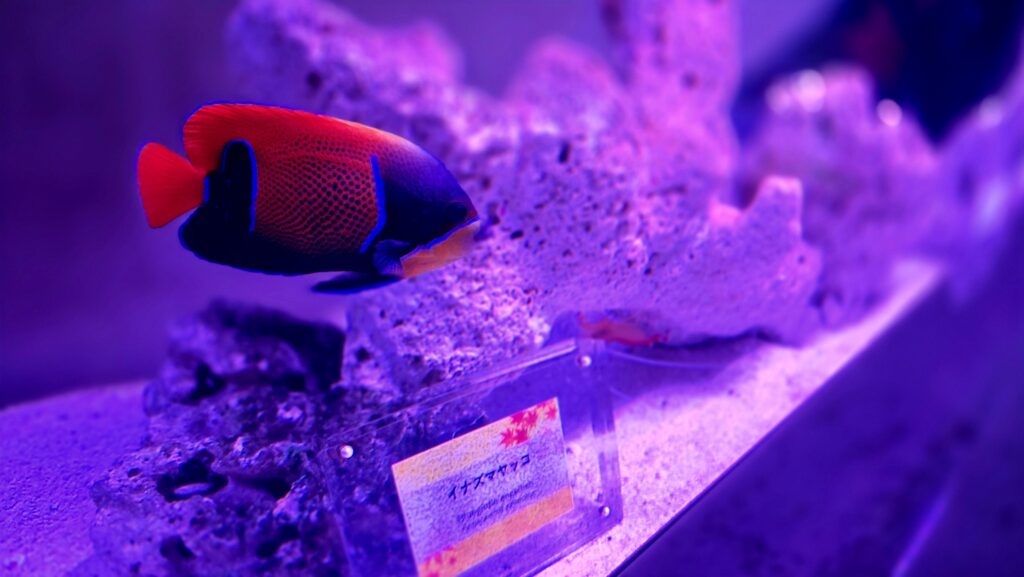 マクセルアクアパーク品川　NAKED MOMIJI AQUARIUM イナズマヤッコ