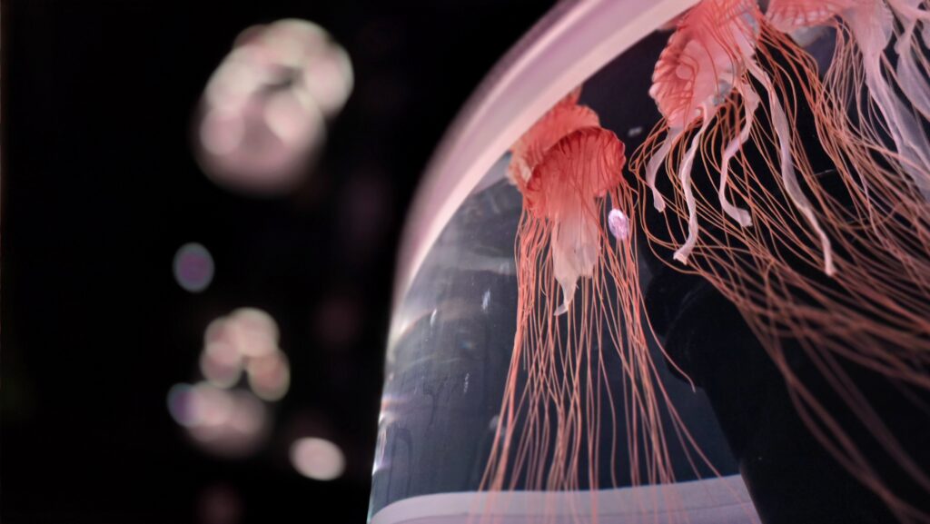 マクセルアクアパーク品川 NAKED MOMIJI AQUARIUM クラゲ