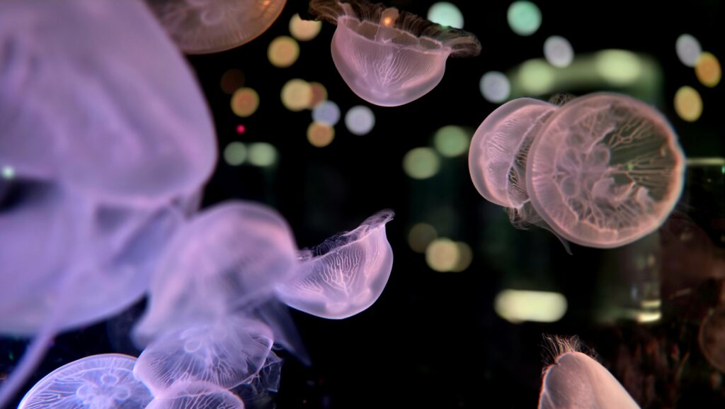 マクセルアクアパーク品川 NAKED MOMIJI AQUARIUM Jellyfish Ramble クラゲ フォトスポット