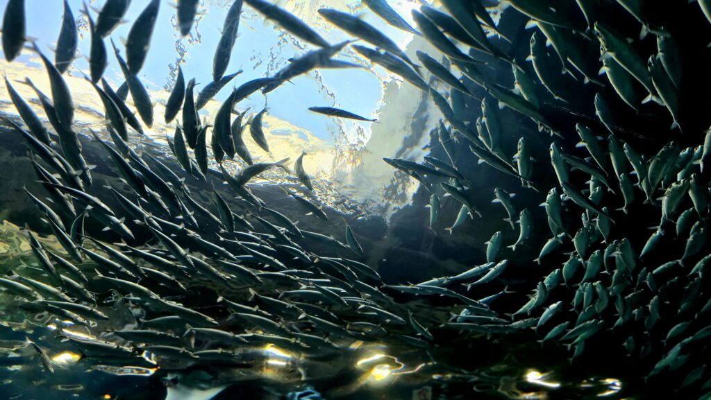 マクセルアクアパーク品川 ワンダーチューブ アジ