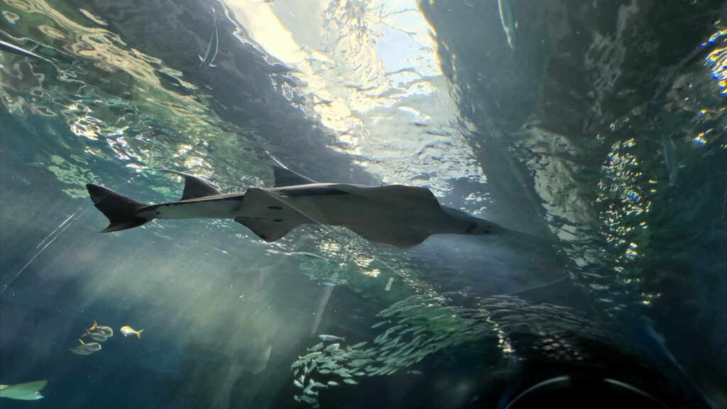 マクセルアクアパーク品川　ワンダーチューブ