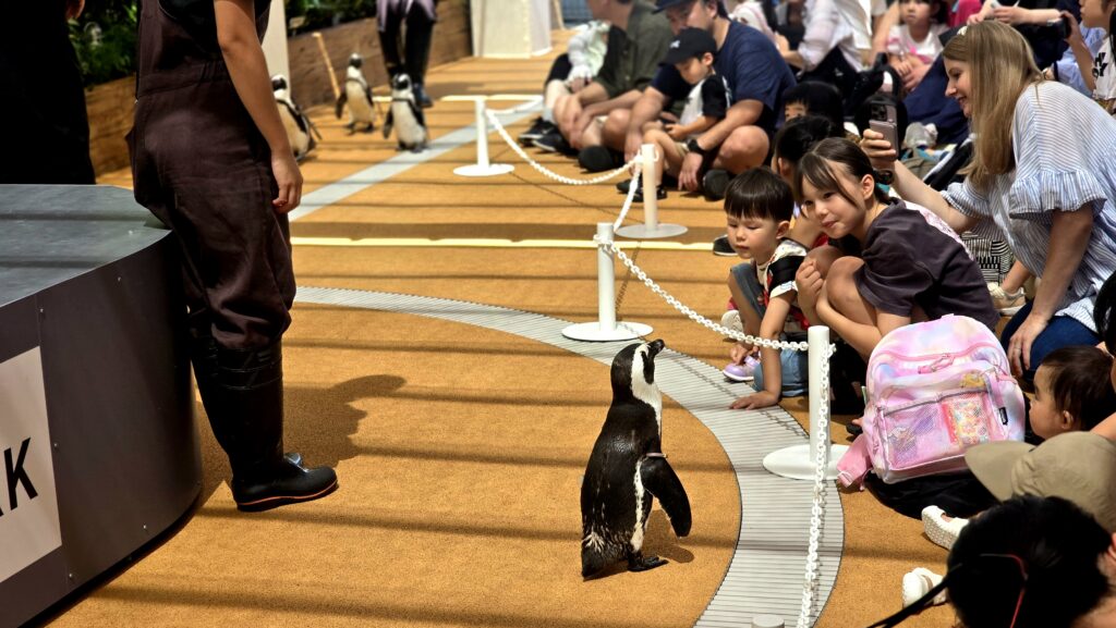 マクセルアクアパーク品川　フレンドリースクエア　ペンギン
