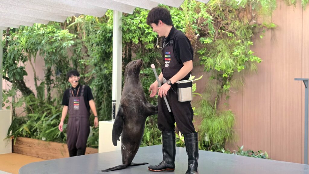 マクセルアクアパーク品川　フレンドリースクエア　アシカ