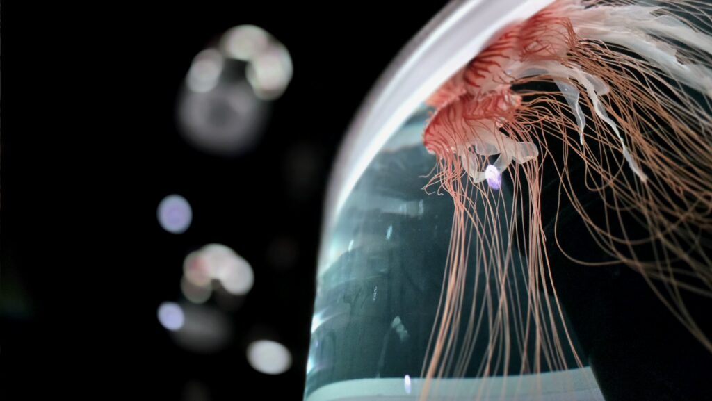 マクセルアクアパーク品川　Jellyfish Ramble クラゲ