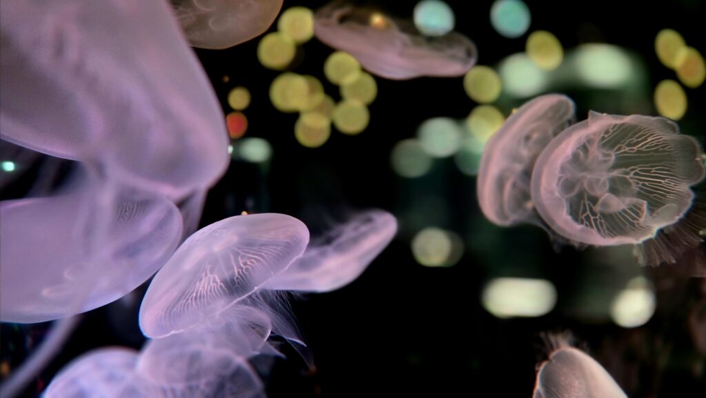 マクセルアクアパーク品川 Jellyfish Ramble クラゲ　クラゲリング