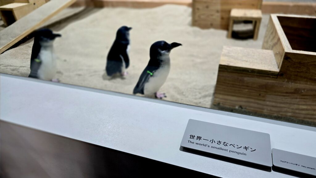 AOAO Sapporo 水族館 札幌 フェアリーペンギン