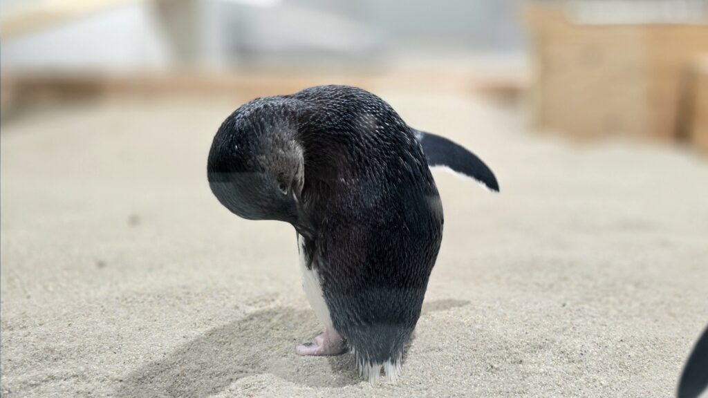 AOAO Sapporo 水族館 札幌 フェアリーペンギン