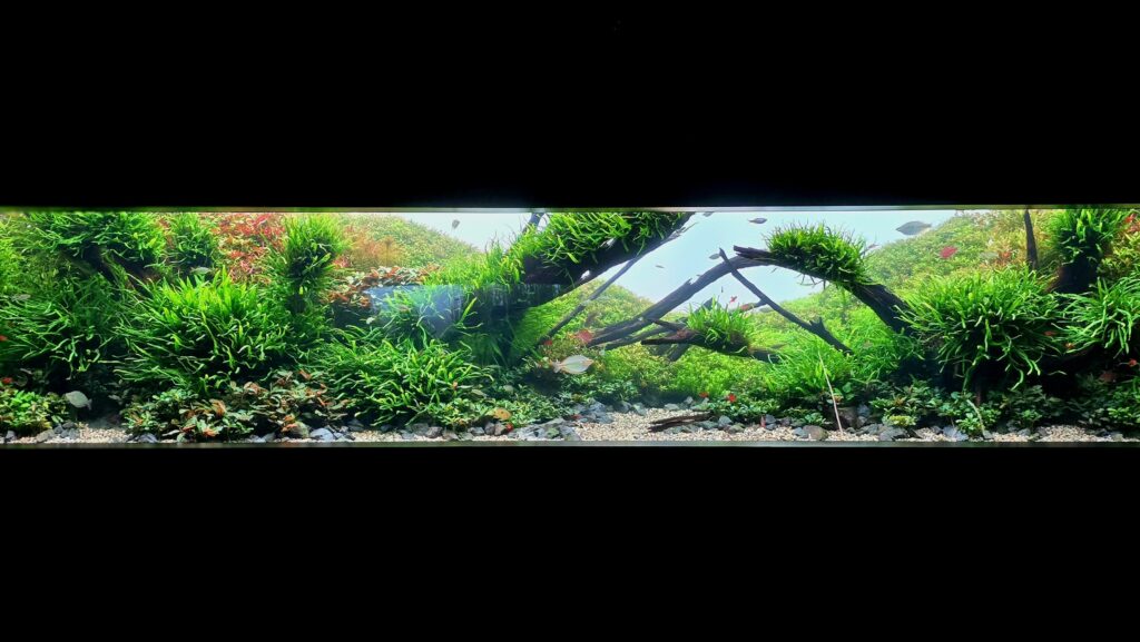 AOAO Sapporo 水族館 札幌 ネイチャーアクアリウム