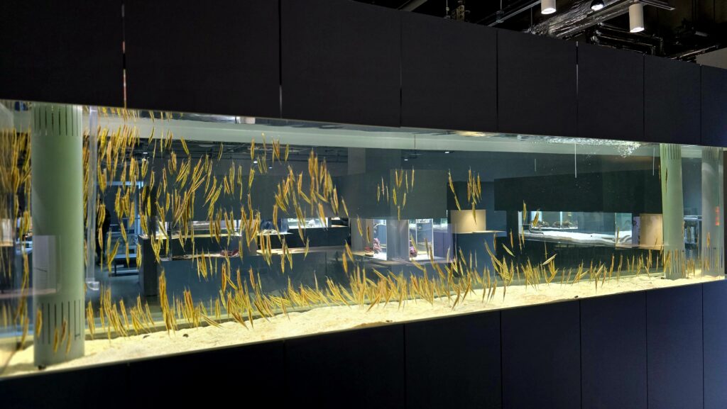 AOAO Sapporo 水族館 札幌 LIBRARY AQUARIUM ヘコアユ