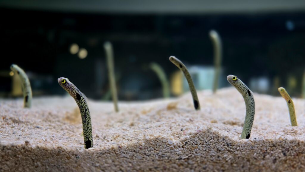 AOAO Sapporo 水族館 札幌 LIBRARY AQUARIUM チンアナゴ