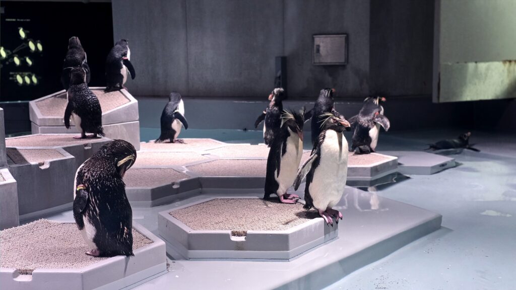 AOAO Sapporo 水族館 札幌 イワトビペンギン