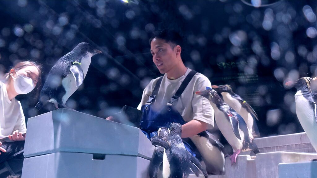 AOAO Sapporo 水族館 札幌 イワトビペンギンごはんタイム
