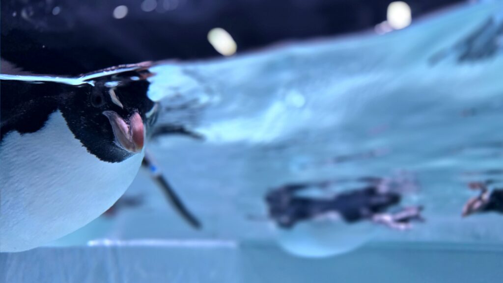 AOAO Sapporo 水族館 札幌 イワトビペンギン