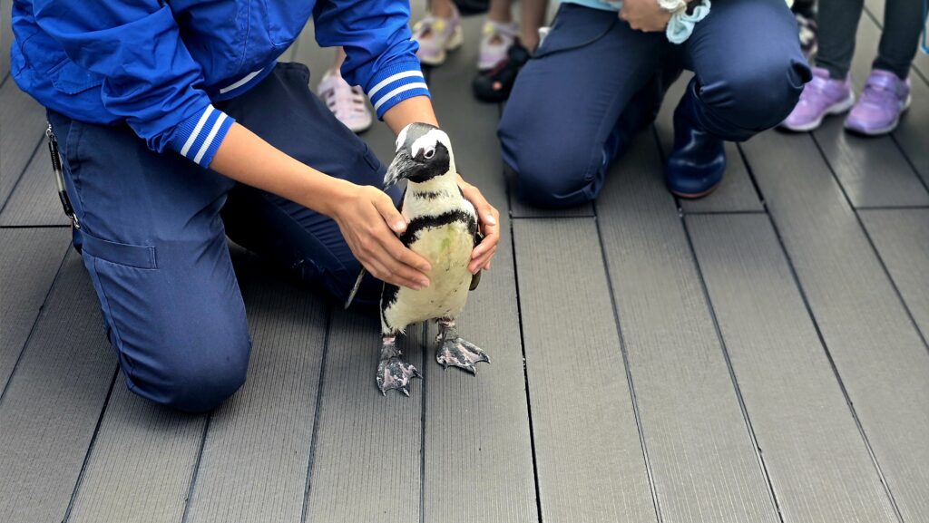 サンシャイン水族館　アクアガーデン　ペンギン　お散歩