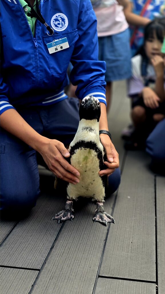 サンシャイン水族館　アクアガーデン　ペンギン　お散歩