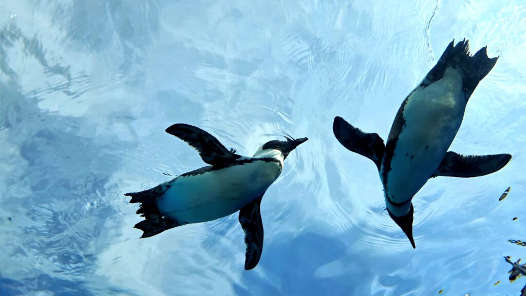 サンシャイン水族館　アクアガーデン　ペンギン　空飛ぶペンギン