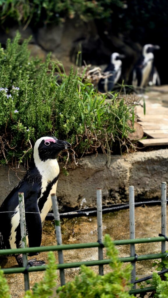 サンシャイン水族館　アクアガーデン　ペンギン　お散歩