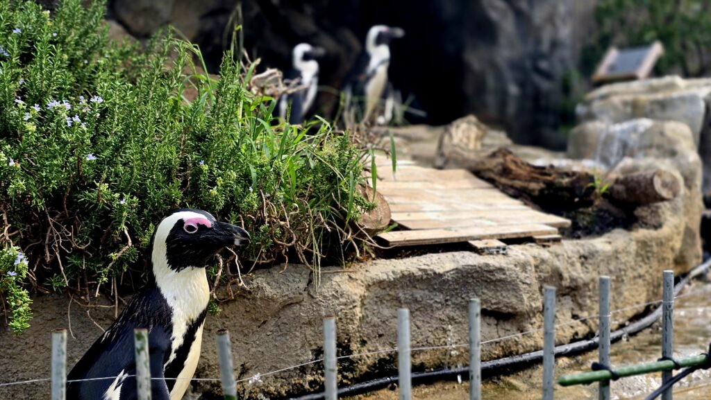 サンシャイン水族館　アクアガーデン　ペンギン　お散歩