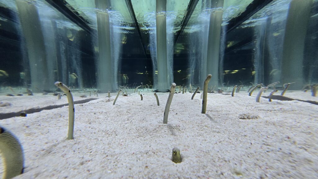 すみだ水族館　チンアナゴ