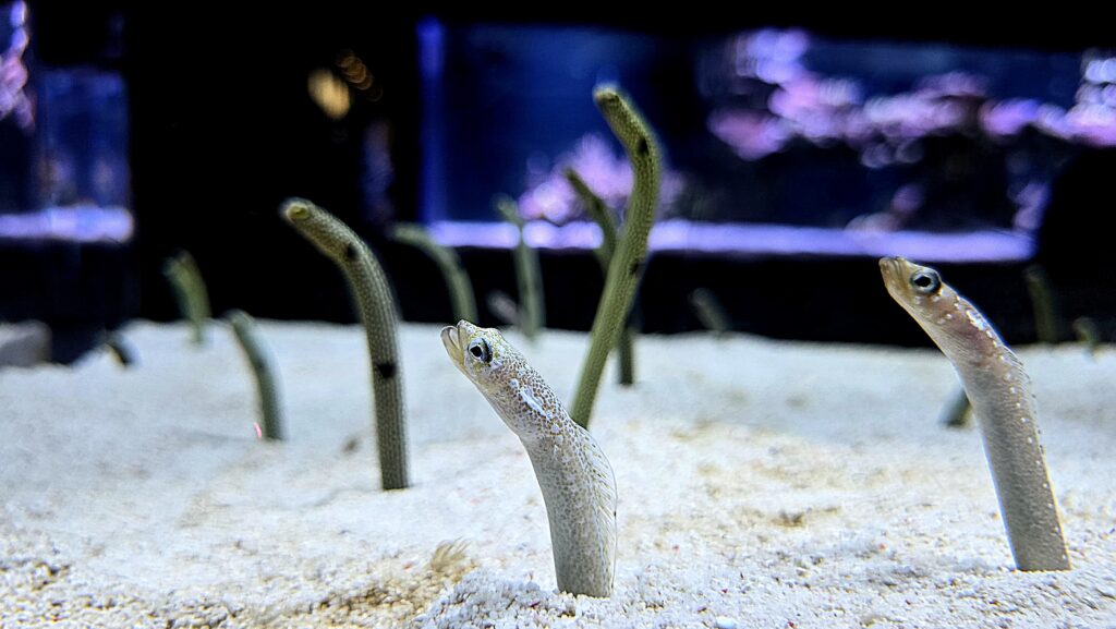 すみだ水族館 チンアナゴ ホワイトスポッテッドガーデンイール チンアナゴ3種 比較写真