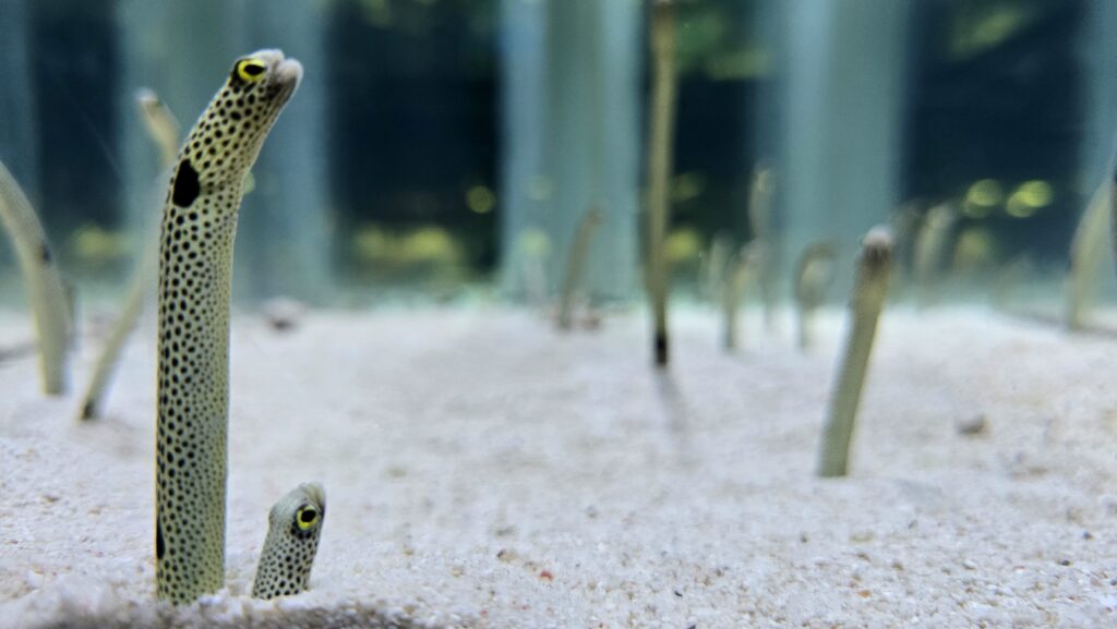 すみだ水族館の見どころ チンアナゴ約300匹が群れる大水槽