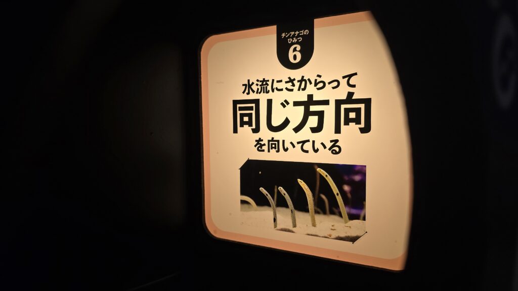 チンアナゴの日 イベント 写真